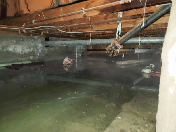 Best Professional water damage repair  in Tyrone, OK